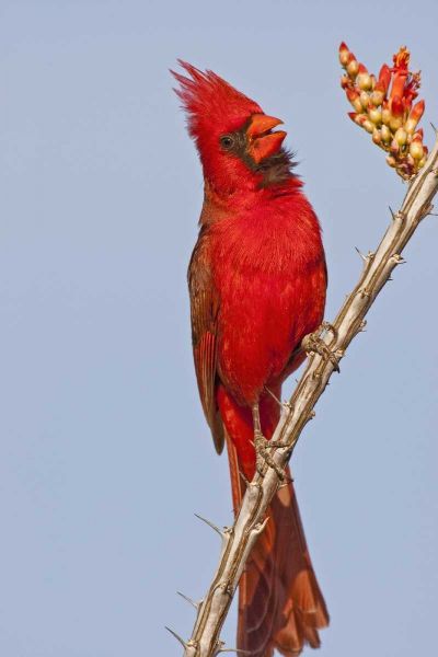 AZ, Pima Co, Northern cardinal singing on cactus